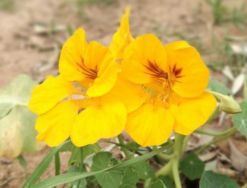 Close-up of yellow flowers blooming outdoors