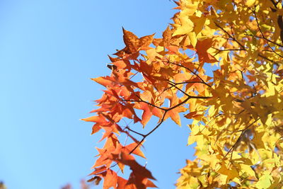 Low angle view of maple leaves against sky