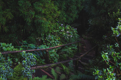 View of trees in forest