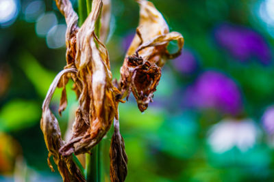 Close-up of plant against blurred background