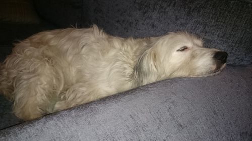 Dog looking away