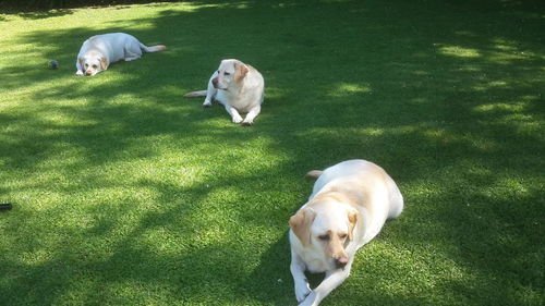 High angle view of dog on field