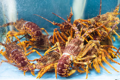 Close-up of seafood