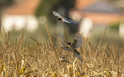 Bird flying in a field
