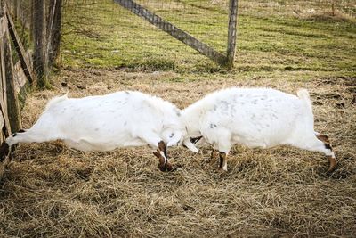 Sheep grazing on field