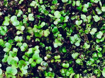 Full frame shot of plants