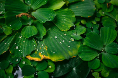 Full frame shot of raindrops on leaves