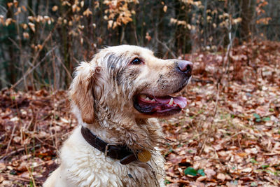 Close-up of a dog looking away