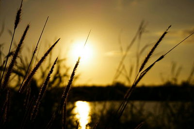 Close-up of reed grass against sky during sunset