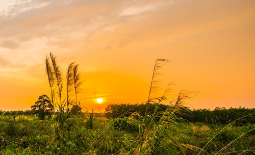 Plants growing on land against romantic sky at sunset