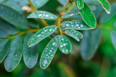 Close-up of raindrops on leaves