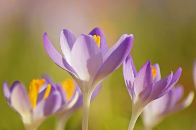 Close-up of purple crocus flowers