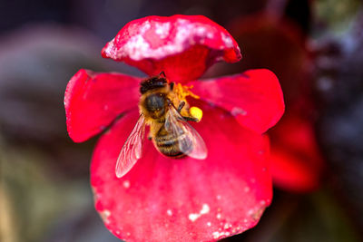 Close-up of bee pollinating on flower