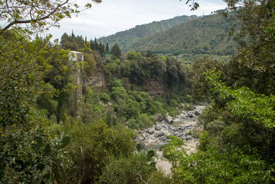 Scenic view of river amidst trees against sky