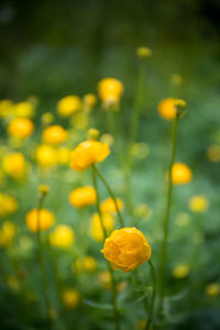 Close-up of yellow flowering plant on field