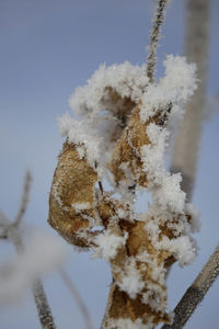 Close-up of frozen tree against sky