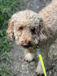 Close-up of dog