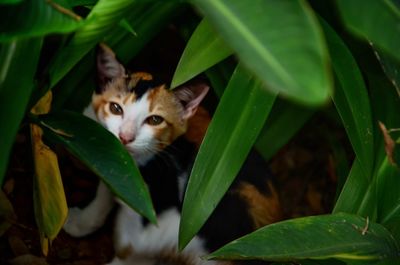 Portrait of cat