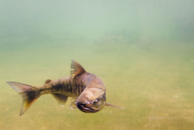 Close-up of fish in water