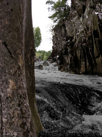 Trees growing by rocks against sky