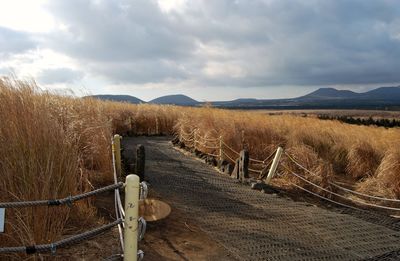 Footpath amidst reeds on field against cloudy sky