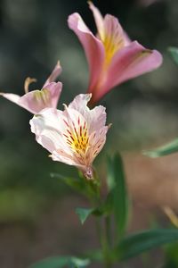 Close-up of pink flower