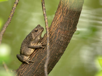 Close-up of lizard on tree trunk
