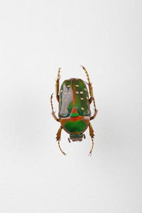 Close-up of insect on white background