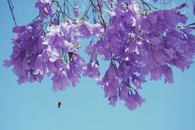 Low angle view of blooming tree against clear sky