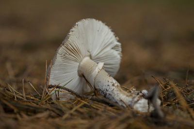 Close-up of mushroom growing on field