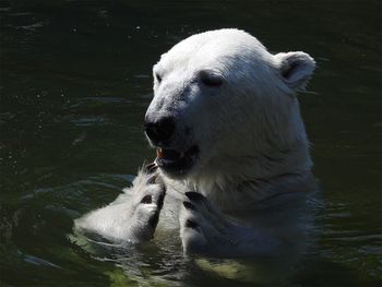 Polar bear swimming in lake