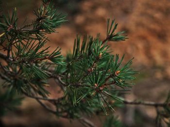 Close-up of pine tree