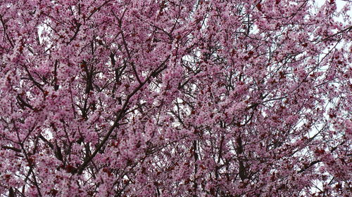 Low angle view of cherry blossom tree