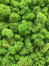 Full frame shot of fresh green plants in forest