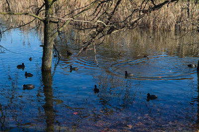 Reflection of trees in lake