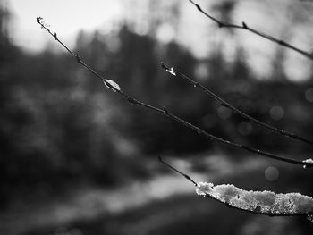 Close-up of plant during winter