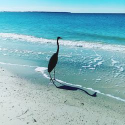 Bird flying over sea