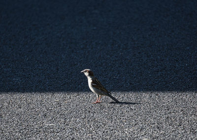 High angle view of bird perching on street