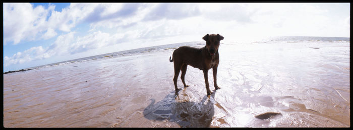 Horse on shore against sea