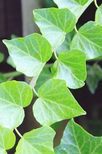 Close-up of green leaves