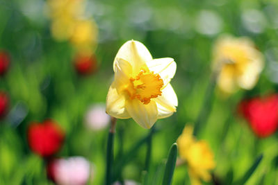 Close-up of yellow flower blooming outdoors