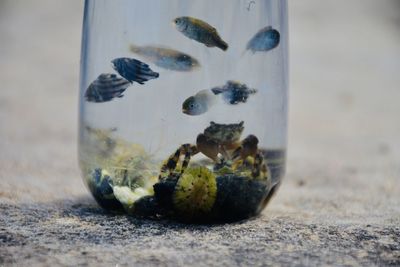 Close-up of fish in tank