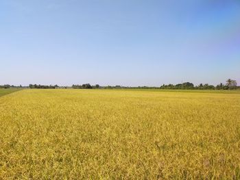 Scenic view of agricultural field against clear sky