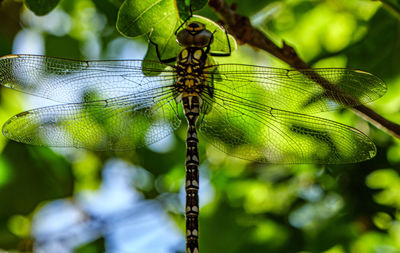 dragonflies and damseflies
