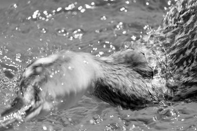 Close-up of wet swimming in water