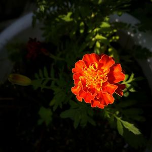 Close-up of orange flower