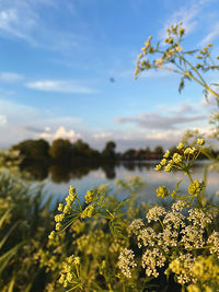 Close-up of yellow flowering plant against sky