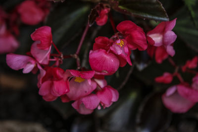 Close-up of pink flowering plant