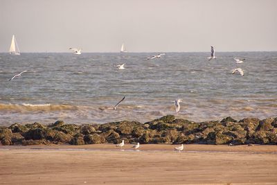 Seagulls flying over sea against sky