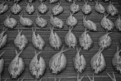 Full frame shot of birds in market